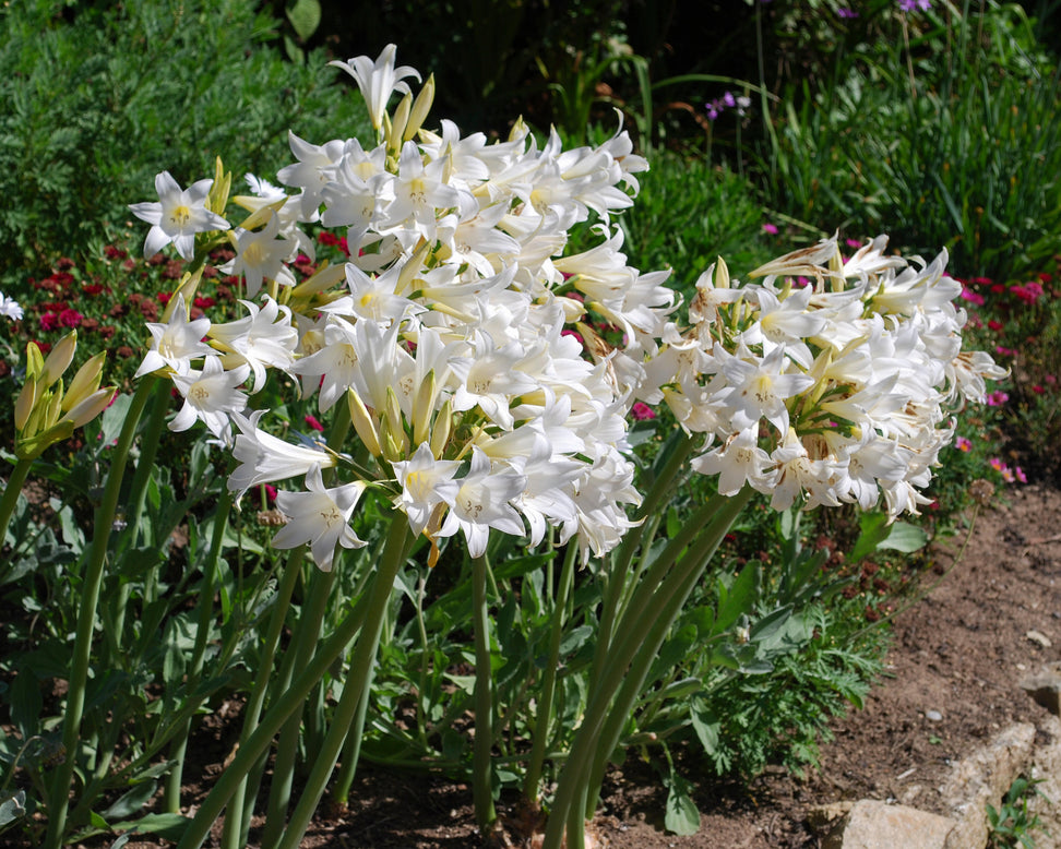 Amaryllis belladonna 'Alba'