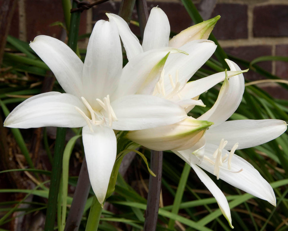 Amaryllis belladonna 'Alba'