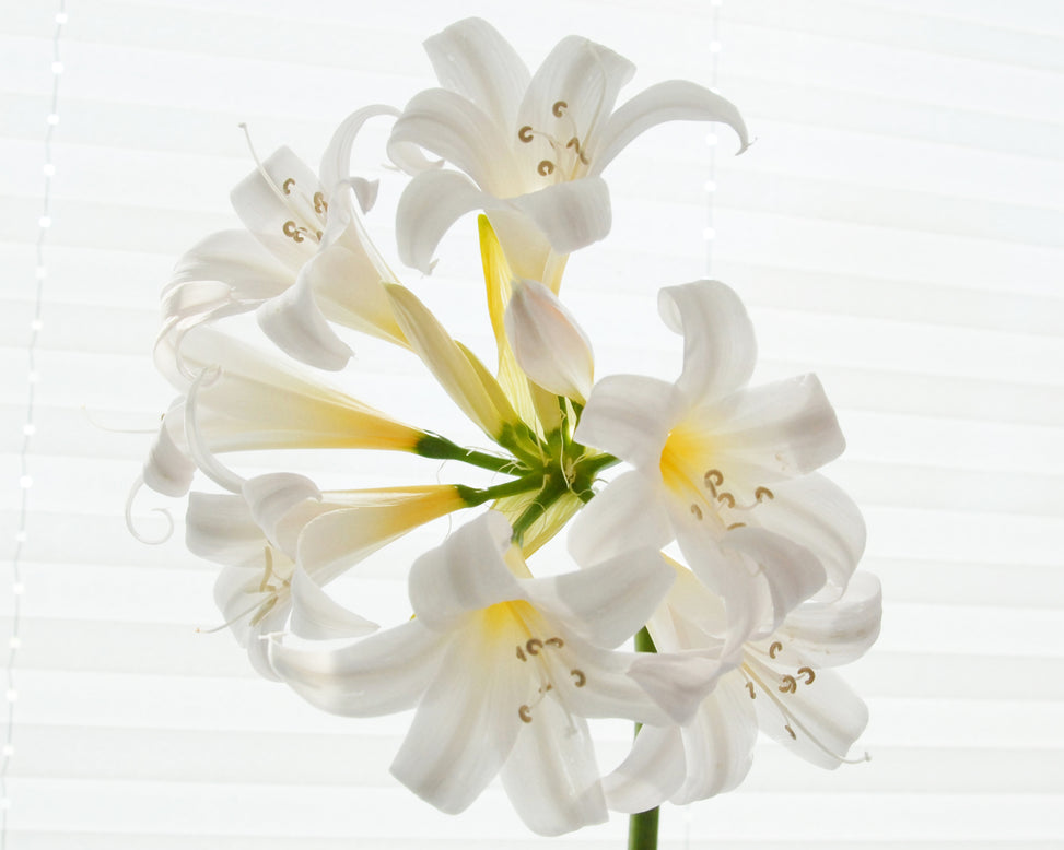 Amaryllis belladonna 'Alba'