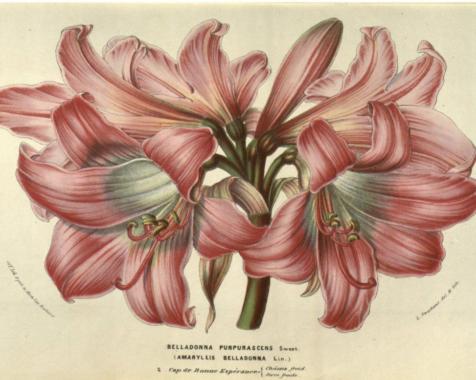 Amaryllis belladonna