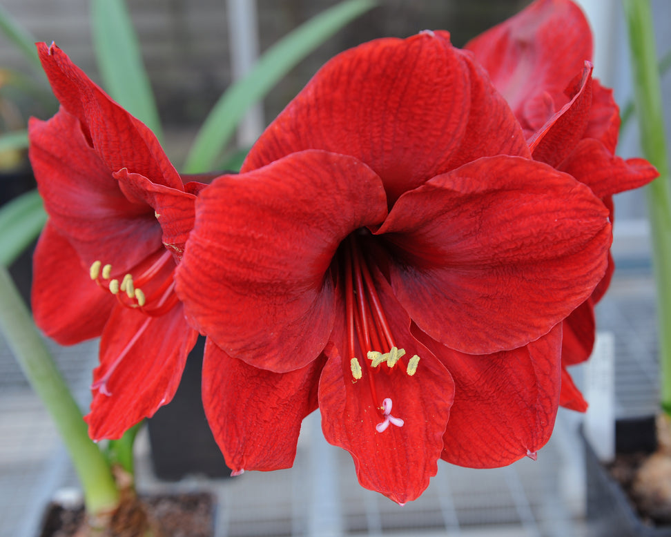 Amaryllis 'Carmen'