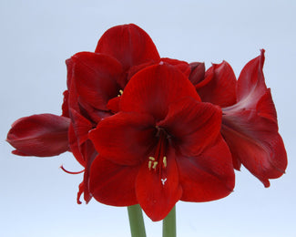 Amaryllis 'Carmen' Amaryllis 'Carmen'