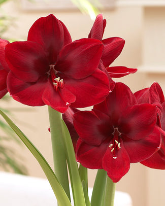 Amaryllis 'Carmen' Amaryllis 'Carmen'