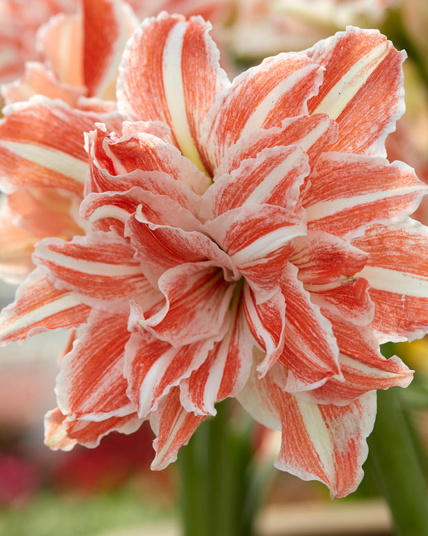 Amaryllis 'Dancing Queen'