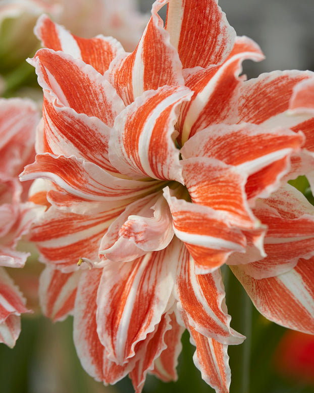 Amaryllis 'Dancing Queen'