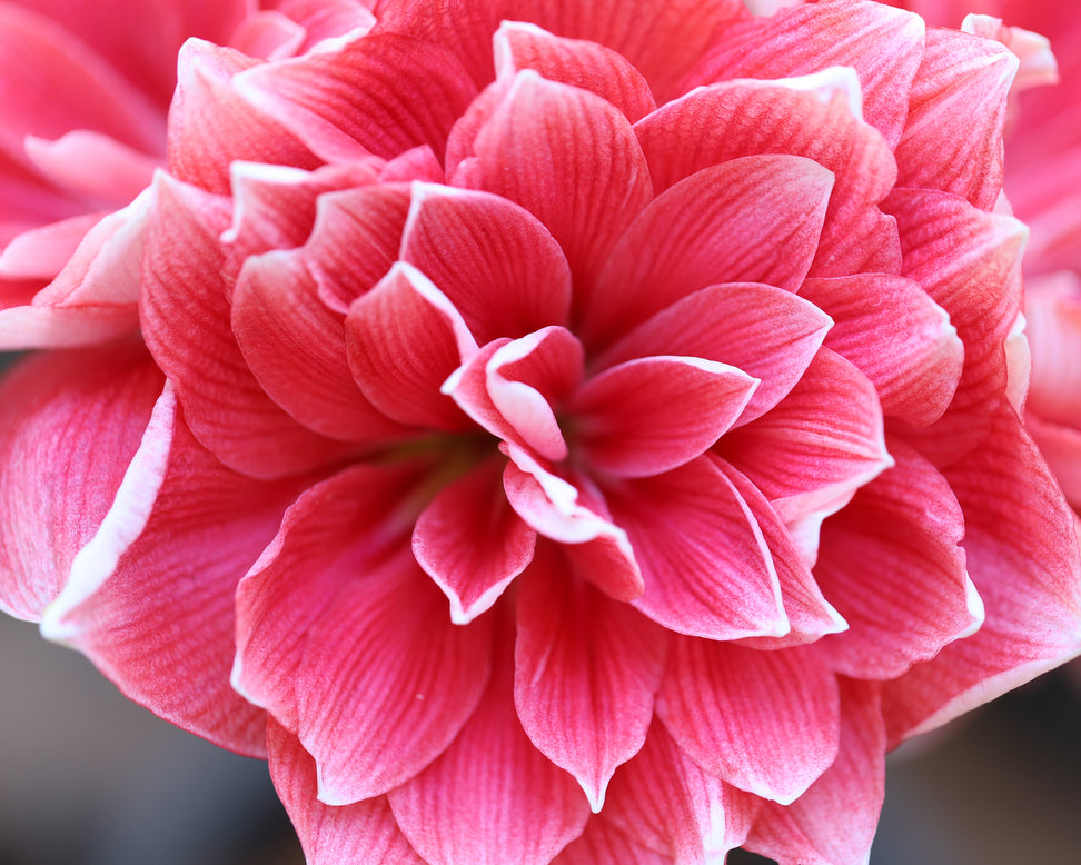 Amaryllis 'Double Dream'