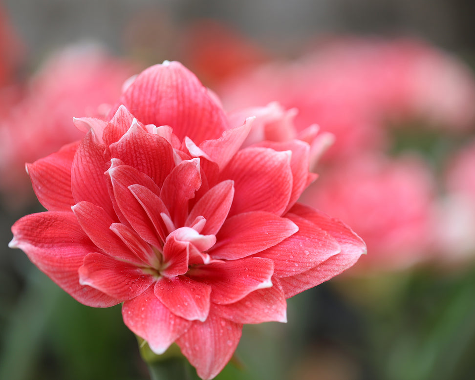 Amaryllis 'Double Dream'