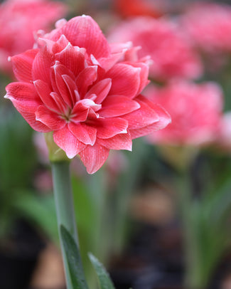 Amaryllis 'Double Dream' Amaryllis 'Double Dream'
