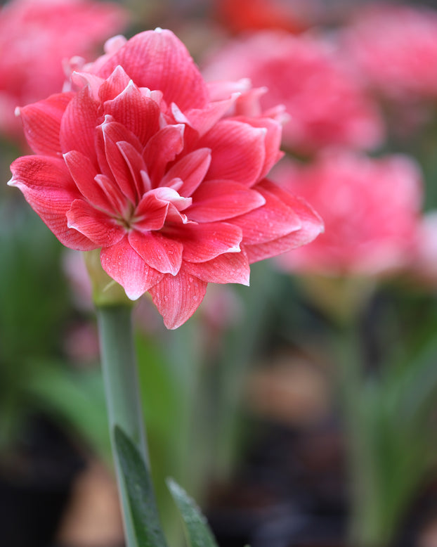 Amaryllis 'Double Dream'