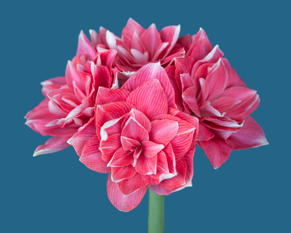 Amaryllis 'Double Dream'