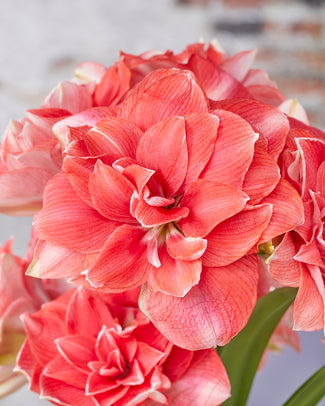 Amaryllis 'Double Dream' Amaryllis 'Double Dream'