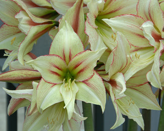 Amaryllis 'Green Valley' Amaryllis 'Green Valley'