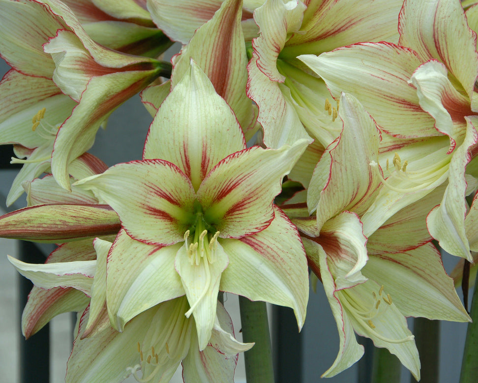 Amaryllis 'Green Valley'