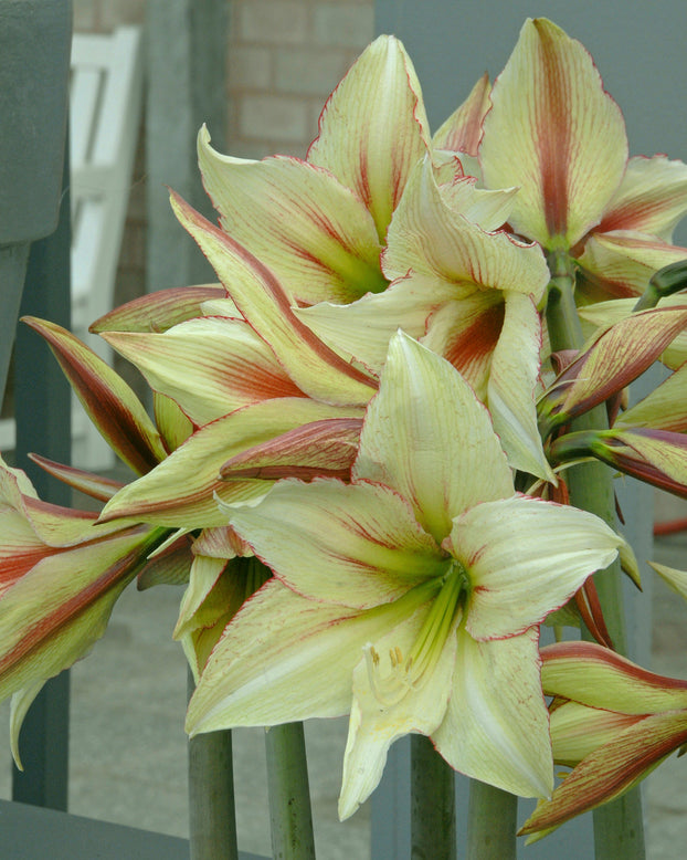 Amaryllis 'Green Valley'