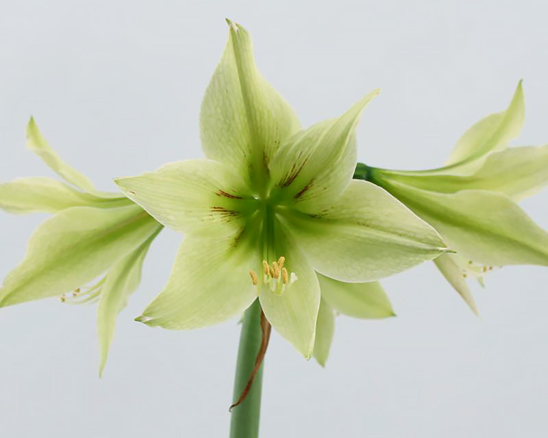 Amaryllis 'Green Valley'
