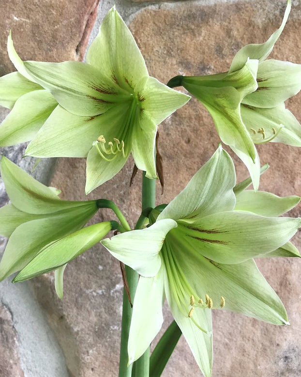 Amaryllis 'Green Valley'