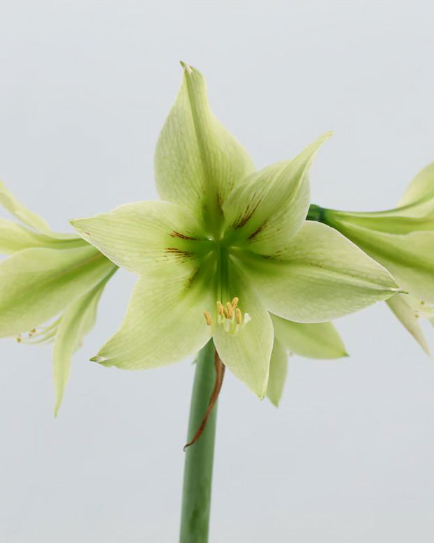 Amaryllis 'Green Valley'