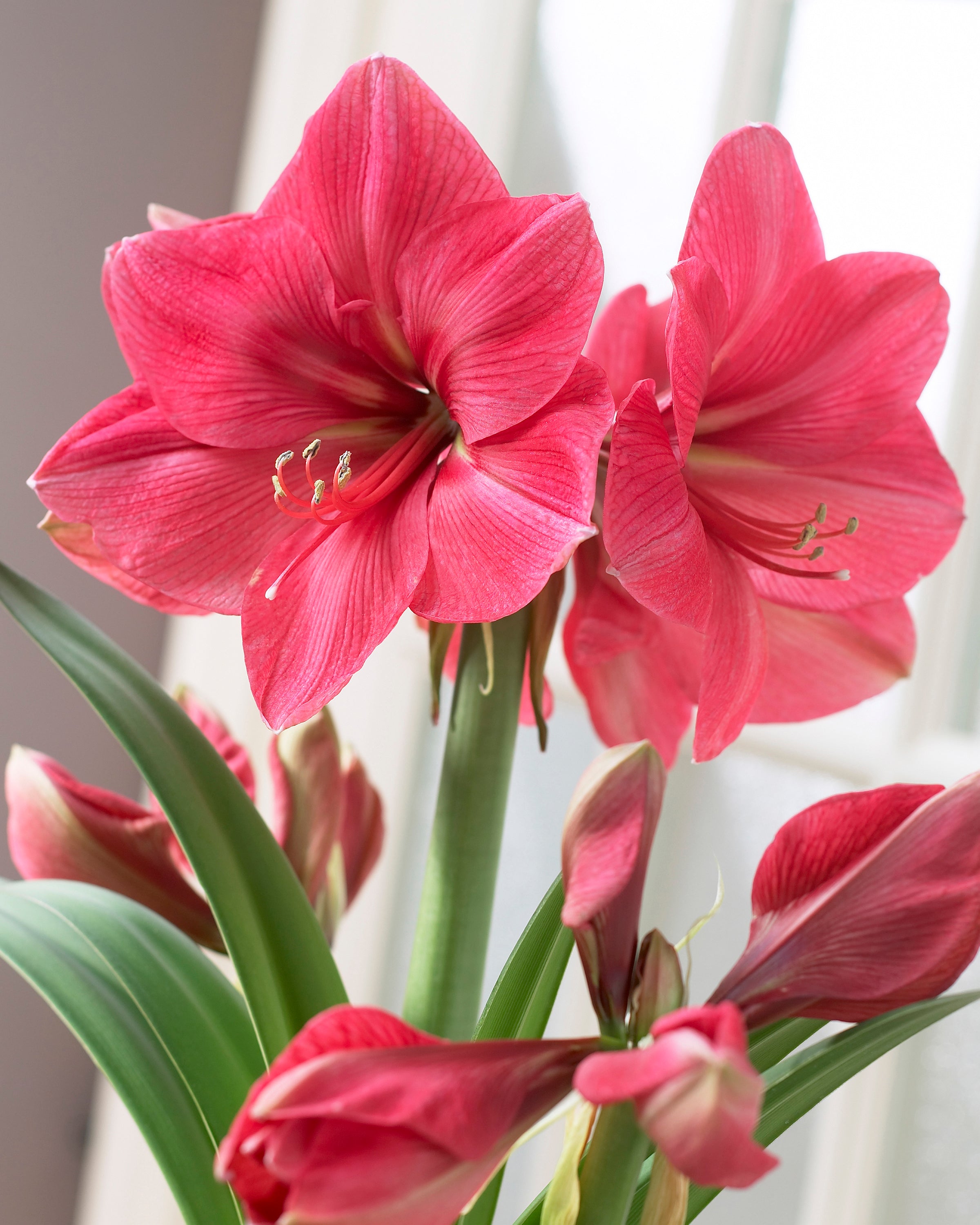 Amaryllis Hercules Bulbs Uk