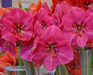 Amaryllis 'Hercules' Amaryllis 'Hercules'