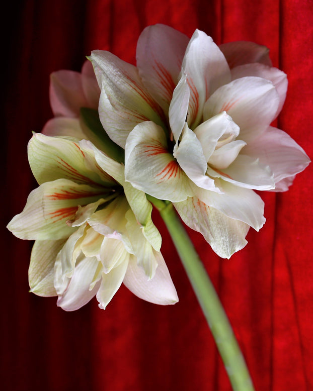 Amaryllis 'Nymph'