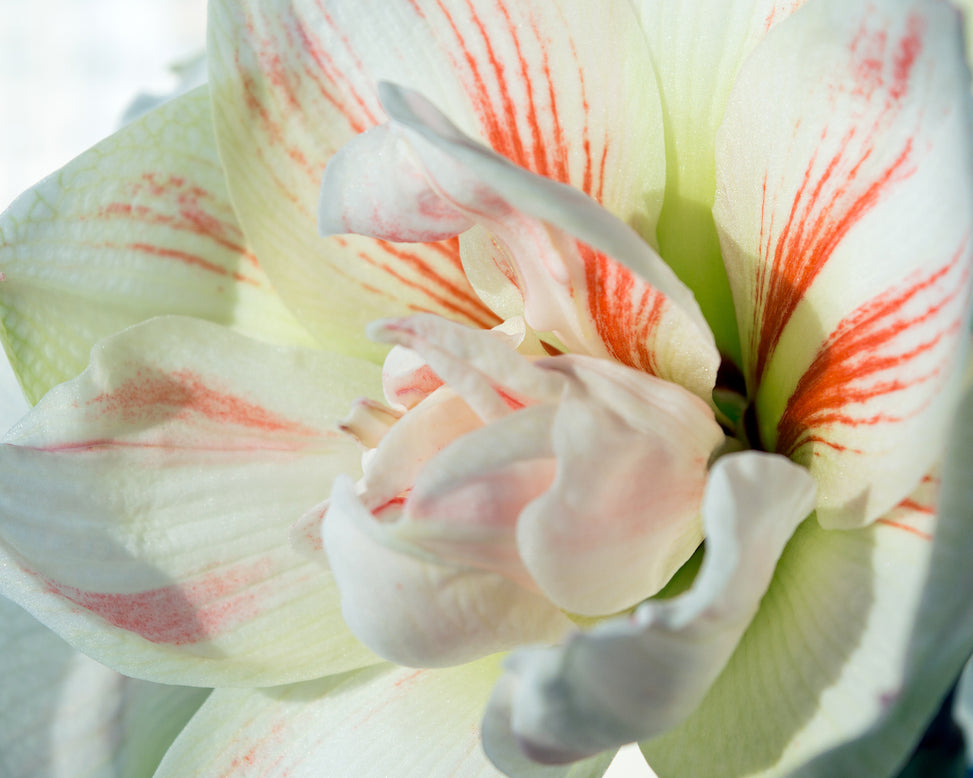 Amaryllis 'Nymph'