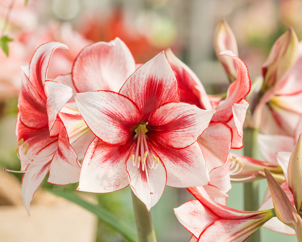 Amaryllis 'Temptation'