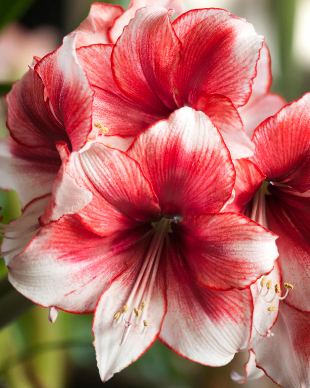 Amaryllis 'Temptation'