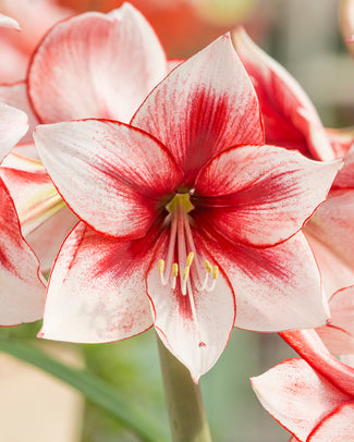 Amaryllis 'Temptation' Amaryllis 'Temptation'