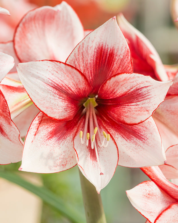 Amaryllis 'Temptation'