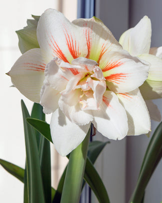 Amaryllis 'Nymph' Amaryllis 'Nymph'
