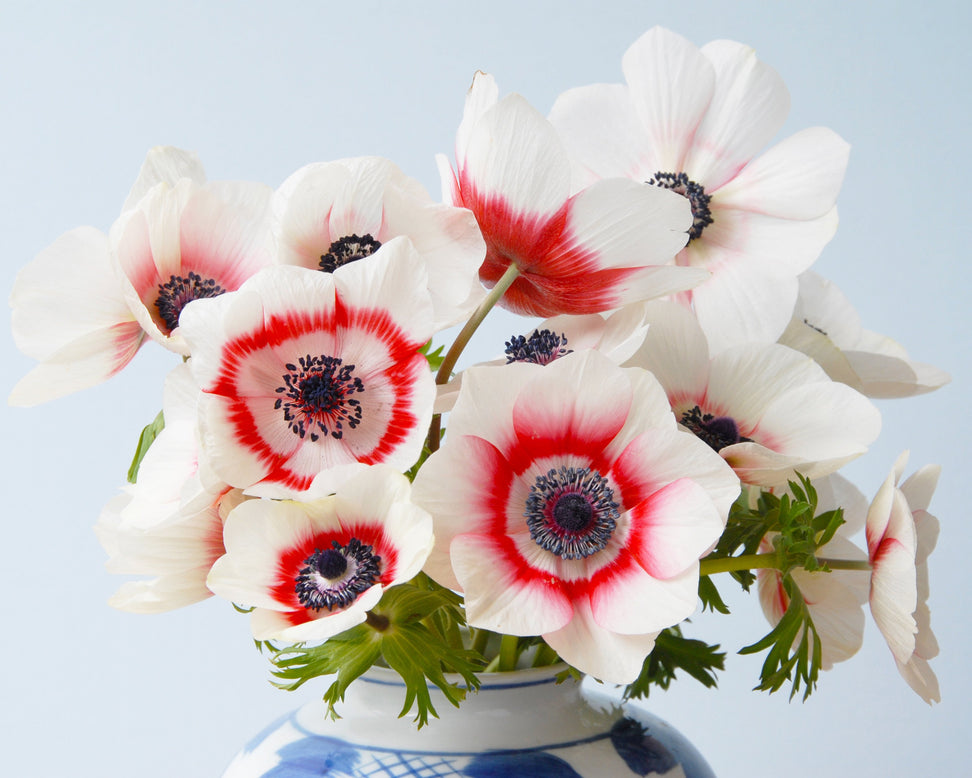 Anemone 'Bicolor'