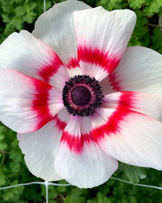 Anemone 'Bicolor' Anemone 'Bicolor'
