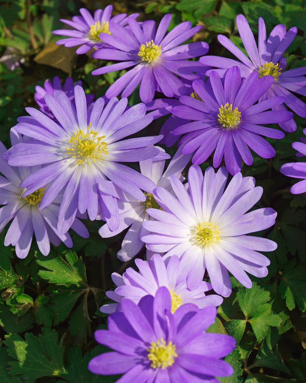 Anemone 'Blue Shades'