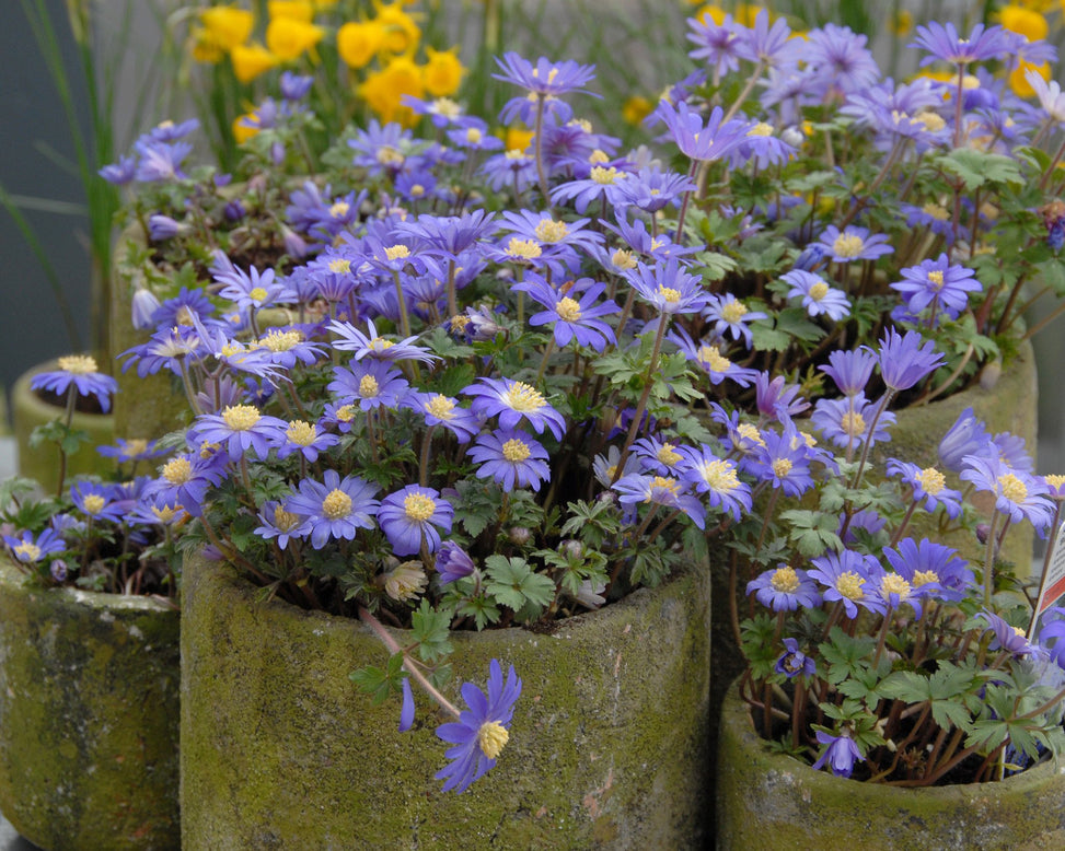 Flower BulbsBlue Shades Bulbs UK - 2