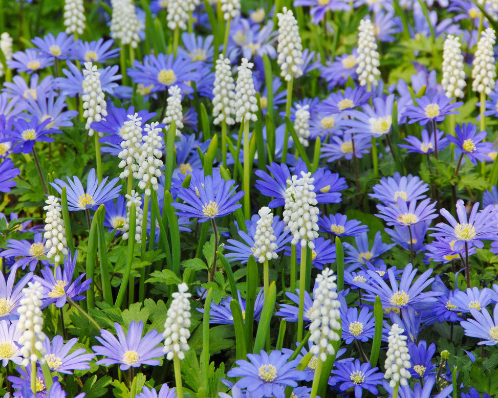 Flower BulbsBlue Shades Bulbs UK - 4