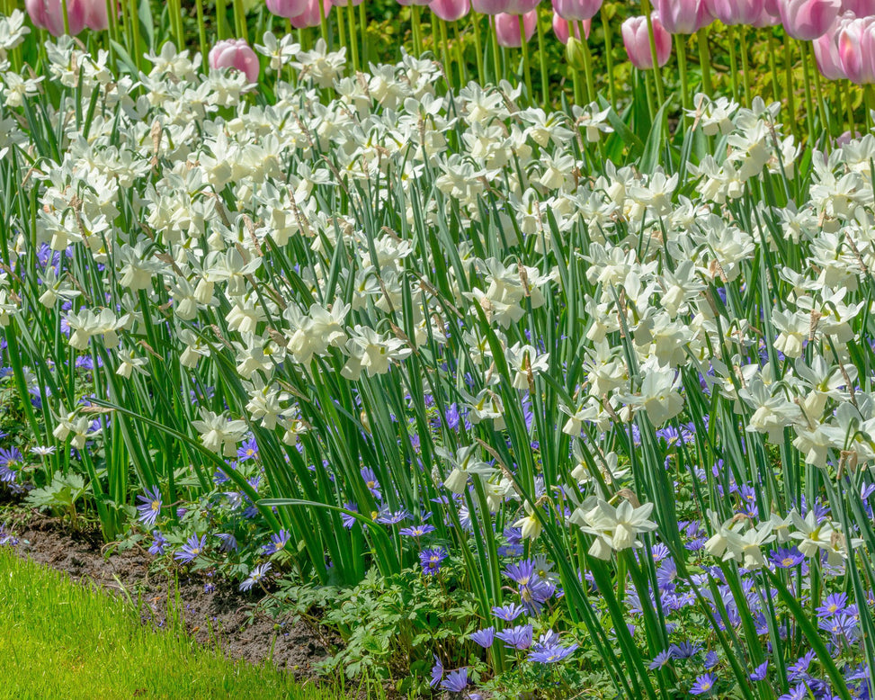 Flower BulbsBlue Shades Bulbs UK - 5