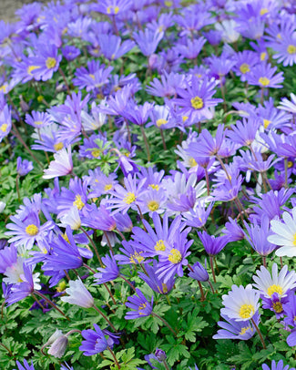 Anemone 'Blue Shades' Anemone 'Blue Shades'