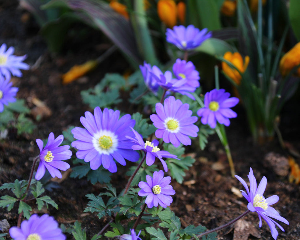 Anemone 'Blue Shades'