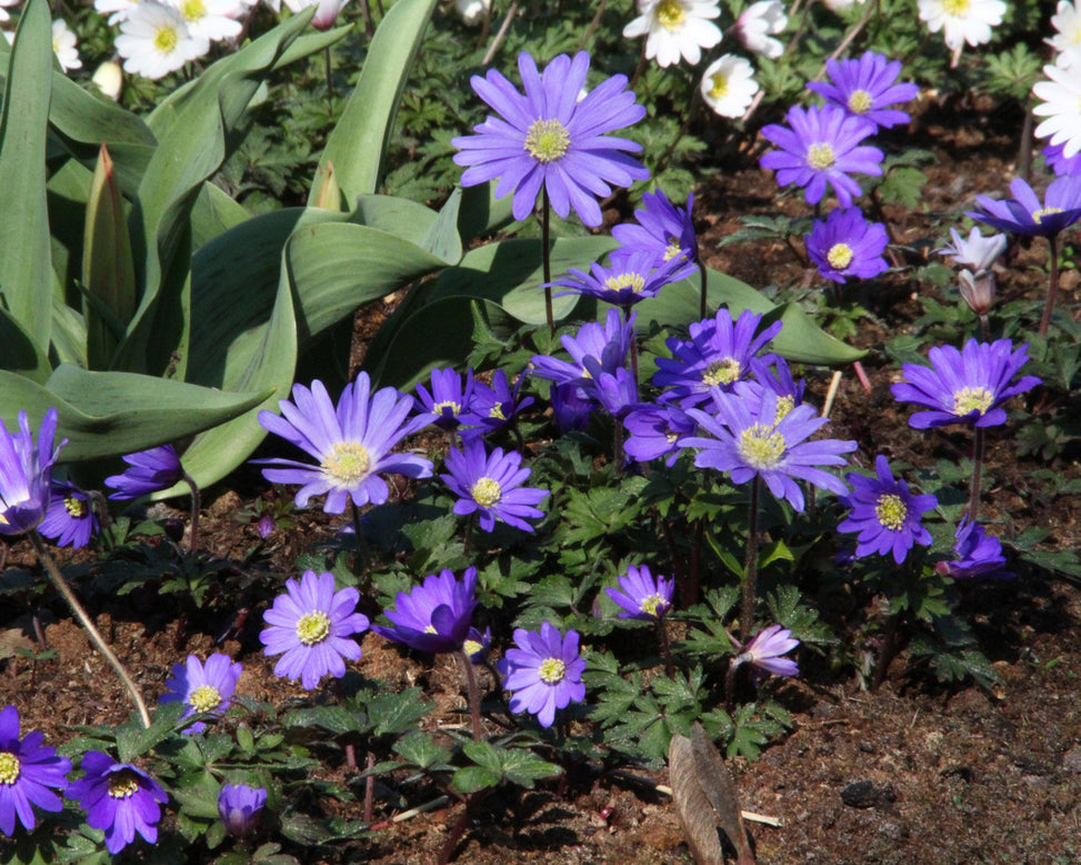 Anemone 'Blue Shades'