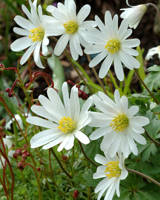 Anemone 'White Splendour' Anemone 'White Splendour'