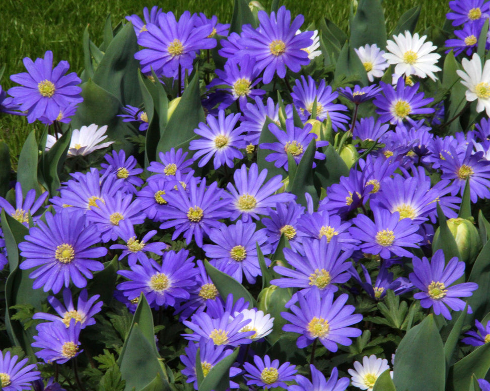 Anemone 'Blue Shades'