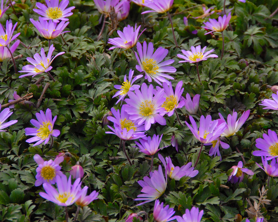 Anemone blanda 'Charmer'