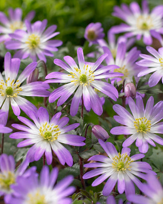 Anemone blanda 'Charmer' Anemone blanda 'Charmer'