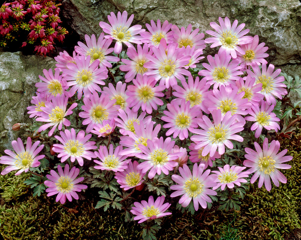 Anemone blanda 'Charmer'