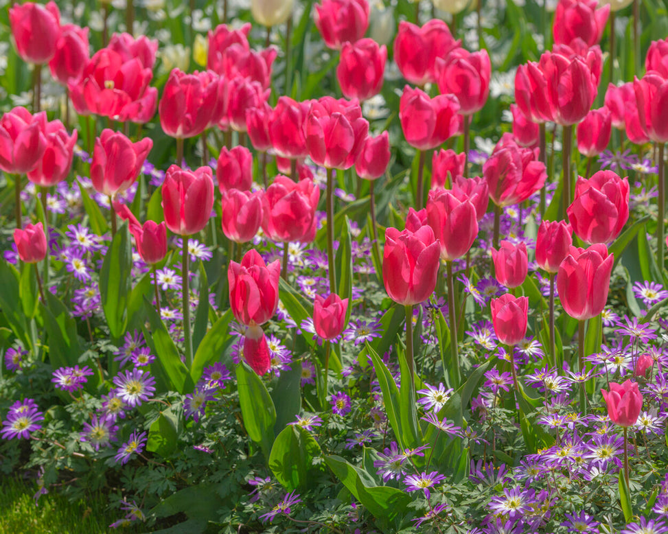 Anemone blanda 'Charmer'