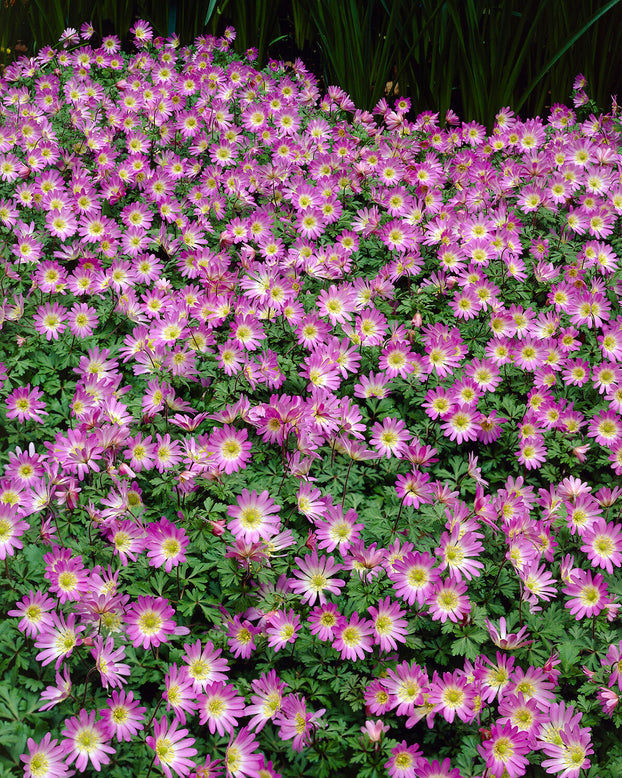 Anemone blanda 'Charmer'