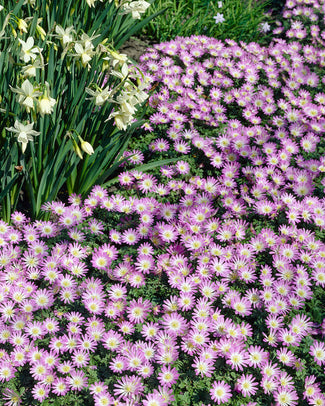 Anemone blanda 'Charmer' Anemone blanda 'Charmer'