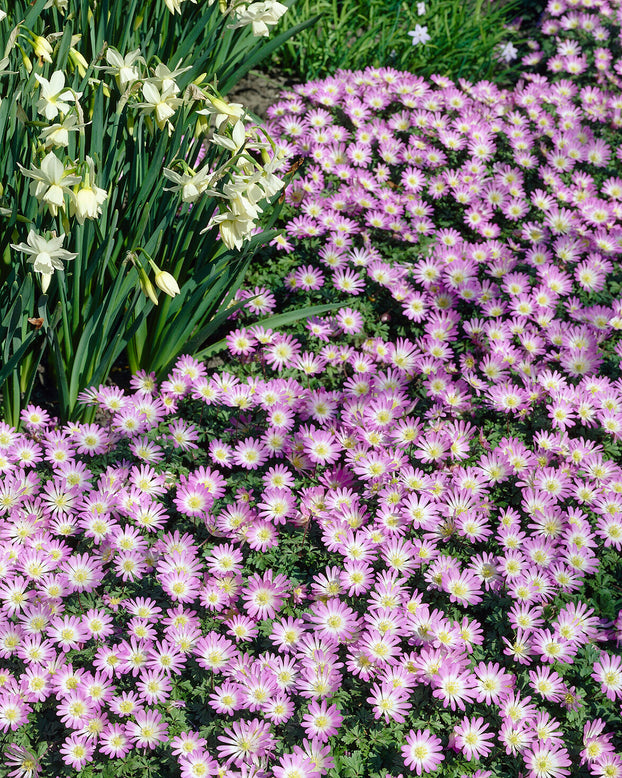 Anemone blanda 'Charmer'