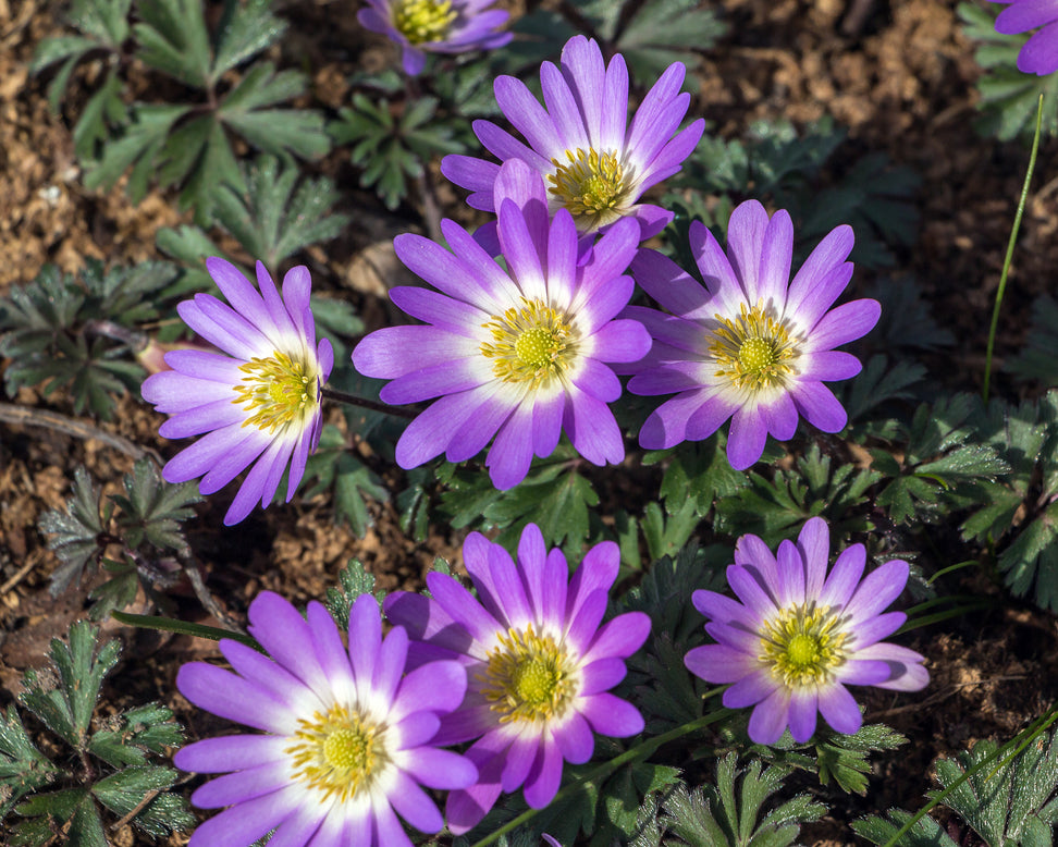 Anemone blanda 'Charmer'