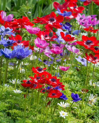 Anemone coronaria 'De Caen' Flower Bulbscoronaria De Caen Bulbs UK - 1